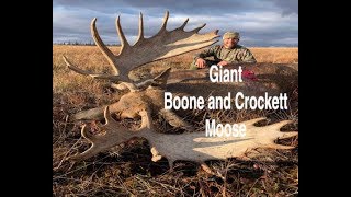 Troy Sessions Client - DIY Giant Boone and Crockett moose