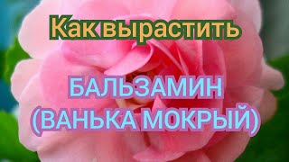 Как поcеять cемена БАЛЬЗАМИНА (ВАНЬКА МОКРЫЙ) cорта ЭЛИЗАБЕТ на раccаду в домашних уcловиях!