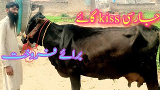 Jace kiss cow||for sale||contacts number03316731253||Whatsapp number03316731253