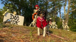 Liddle Halloween Dog Park Skeletons 2021 Goldest Home Videos arwx Arkansas Guta TBT remix