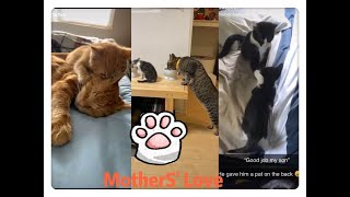 💗The Most Expensive Love In The World Is Mother's Love 💗Funniest compilation 18-2020Aaugust