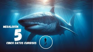 5 Datos CUriosos Sobre El MEgalodón, el Terror De los MareS