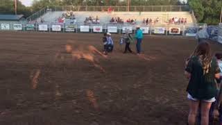 Mutton bustin Evelyn 2017