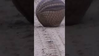 Not all armadillos can roll | #shorts | #facts