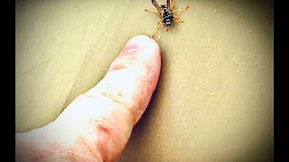 Man shares one last kindness with a HORNET!