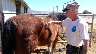 Grooming a horse.