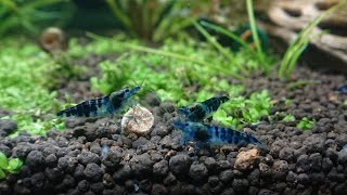 Dragon Blood shrimp / креветки Драконья кровь