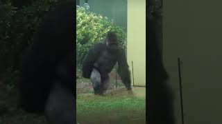 Gorillas Hate Rain 😂