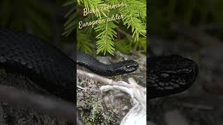 Black European common adder / Vipère péliade mélanique #suisse #nature #wildlife #adder #vipère