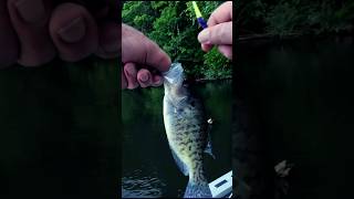 This Fish needs to hit the Shad Buffet. Original Audio!! #fishing #fish #shorts