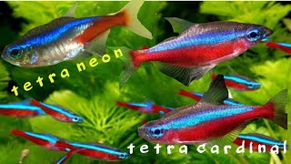 cara membedakan ikan neon Tetra dan neon cardinal tetra