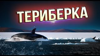 ПЛАНЕТА ЗАПОЛЯРЬЕ: Териберка, кладбище кораблей, киты и Левиафан