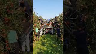 Apple 🍎 Harvesting In Machine  #Apple #Harvesting #Machine #Shorts #Ytshorts #Viralshorts #public