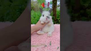 Beautiful rabbit #youtubeshorts #rabbit #rabbits #cuterabbit #pets