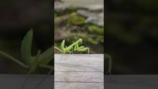 Praying Mantis on a Secret Mission! #funnyshorts