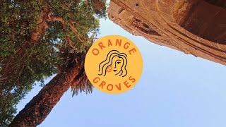 Orange Groves / Lets Dine, Dance & Daydream✨