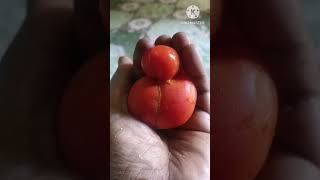 Tomato | #tomato #thakkali |