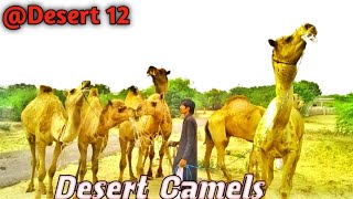 2024 Camel ki video||Camel cartoon||Beautiful camel scene in Desert Hot 🏜️||