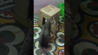 kitten's house🐈😽📦cats are enjoy 🎉Highlight 26:59 - 31:59 from pet Cat smart entertainment is live!