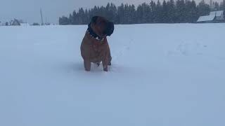 Huge Muscular Boerboel Pose