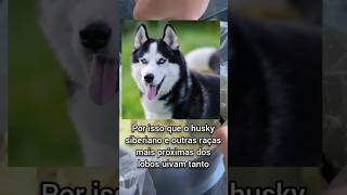 POR QUE os CACHORROS uivam?? #curiosidades #cachorros #listas