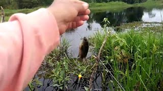 Mancing ikan Betok di Danau Dendam