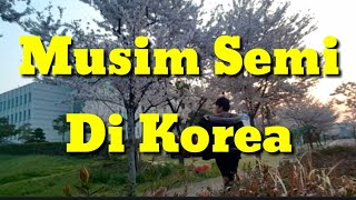 Travel - Kapan Sih Sakura Bermekaran | Korea Selatan