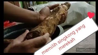 JADI BEGINI CARA MILIH SINGKONG YANG MEKAR !!! PEMULA WAJIB TAHU