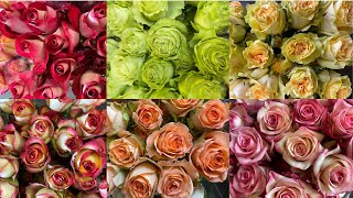 Top 10 +1 Roses From Ecuador Part 2 || 11 Amazing Rose Varieties