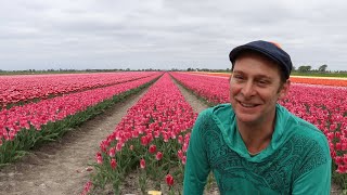 Amsterdam Tulip Fields Tour in North Holland