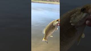 Released this Smallmouth! #bassfishing #bass #utahfishing #utah #minersville