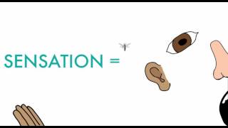 Sensation & Perception: Top Down vs. Bottom Up Processing