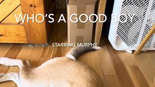 Who’s a Good Boy starring Murphy