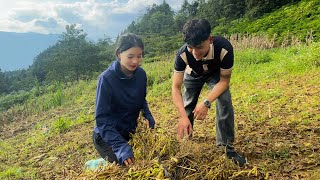 Nghị Lực Phi Thường Của Cô Gái 'Hmông' 19 Tuổi - Mùa Màng Bội Thu Nhưng Nghe Số Tiền Thì 'Bật Ngửa'