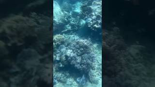 underwater beauty in Labuan Bajo #labuanbajo #underwater #shorts