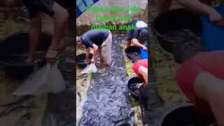 panen ikan lele untuk beli mainan anak