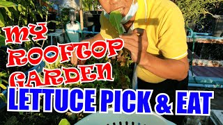 Lettuce Pick and Eat After 2 Weeks From First Harvest | The Rooftop Gardener