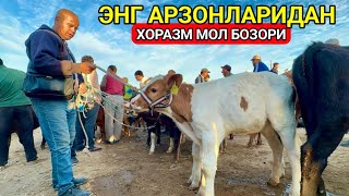 ХОРАЗМ МОЛ БОЗОРИ ЭНГ АРЗОНЛАРИДАН ЁШ ХЎКИЗ ҒУНАЖИНЛАР 15-сентября 2024 г.