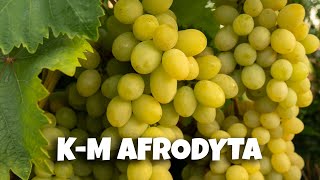 K-M AFRODYTA - Winorośl deserowa 🍇