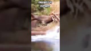 crocodile vs elephant #shorts #viral #trending