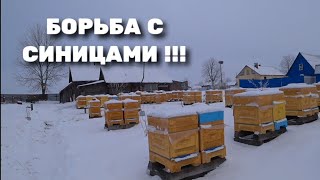 Борьба с синицами на пасеке