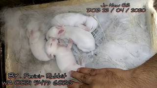 Anak kelinci New Zealand White - Kelinci pedaging - Bibit Kelinci pedaging - PESISIR RABBIT