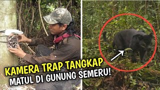 Kamera Trap Berhasil Rekam Macan Kumbang dan Macan Tutul Jawa di TN Bromo Tengger Semeru