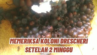 Memeriksa Koloni Drescheri Setelah 2 Minggu