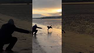 Labrador loving the Sunset at Instow in North Devon