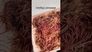 Real Sea Moss from Jamaica. Find it at The Smooth Generation