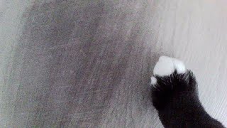 cat pov: little kitten paws running around