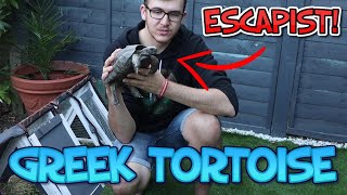 Greek Tortoise Outdoor Enclosure & Escape Proofing