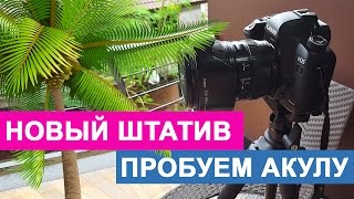 Влог #7: Новый штатив, пробуем акулу