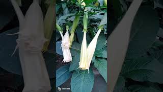 ধুতরা #short #reel #shortfeed #shortvideo #youtubeshorts #flowers #kalinarayanpur #viral